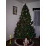 Jose S. Mendieta's Christmas tree from El Volcan / Comayagua / Honduras