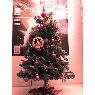 Moreau Aurélien's Christmas tree from Namur, Belgium