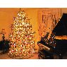 Árbol de Navidad de Daria M. (York - Springettsbury Twp - , PA, USA)