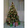 Izzo's Christmas tree from Venezuela