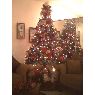 Sulky Goris's Christmas tree from USA