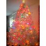 Weihnachtsbaum von Jesse P. Green (Delaware Water Gap, PA, USA)