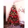 Wilser's Christmas tree from Caracas, Venezuela