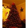 Benjamin Randles's Christmas tree from Bristol, England, UK