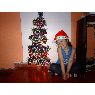 Angelina's Christmas tree from Argentina
