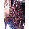 Maggi's Christmas tree from Belgie