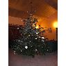 Petitet-Gosgnach's Christmas tree from Les Martres de Veyre, France
