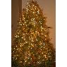 Rick Boyer's Christmas tree from Portland, USA