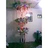 Weihnachtsbaum von smirna (Edo Vargas, Venezuela)