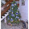 Weihnachtsbaum von Cristian Moncada (Cali, Colombia)