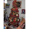 silvia 's Christmas tree from la victoria, venezuela