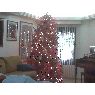 alexandra rincon's Christmas tree from maracaibo-edo zulia