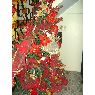 Weihnachtsbaum von DULCE (APURE, VENEZUELA)