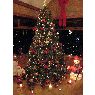 Weihnachtsbaum von Liam Donnelly (Northern ireland)