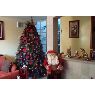 amador vega luis guillermo 's Christmas tree from coacalco estado de mexico
