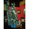 nayira ortiz's Christmas tree from guasdualito Venezuela