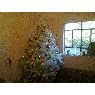 Paola Carrasco's Christmas tree from Mexico, D.F