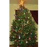 sal ruggiero's Christmas tree from northford,ct,usa