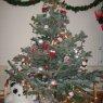 Weihnachtsbaum von Levieille (France)