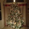 Golden Beauty's Christmas tree from Prospect, KY, USA