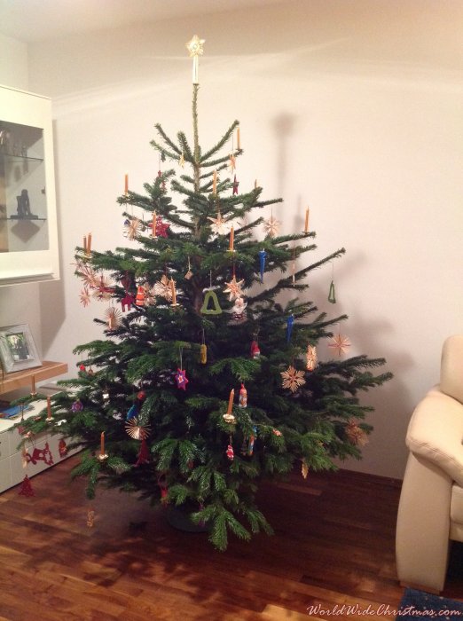 Max the Christmas tree from Austria (Mödling, Austria)