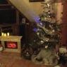 Lapp's Christmas tree from Bernolsheim, France