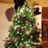 Anthony Ackley's Christmas tree from Fort Ann, NY, USA