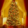 Weihnachtsbaum von jays christas tree (Birmngham, UK)