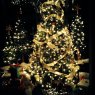 Weihnachtsbaum von Christmas in Vt (Vermont, USA)