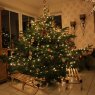 Árbol de Navidad de Dicke Tanne - Fat Fir (Velen)
