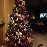 Sapin de Noël de Present Tree (Phoenix, AZ)