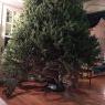 Weihnachtsbaum von prince william (Philadelphia )