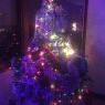 Weihnachtsbaum von Tif (Mary sur marne)
