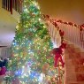 Anna Giovannangelo 's Christmas tree from Royal Palm Beach, FL