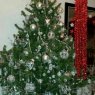 Totto's Christmas tree from Madrid, España