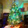 Sapin de Noël de Lazers, LED, and traditional Christmas tree (Santa Cruz, CA)