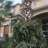 Árbol de Navidad de Palma Pino (Orlando, USA)