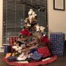 Weihnachtsbaum von Newton`s Cradle  (Washington DC)