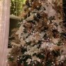 Sapin de Noël de Zylstra Christmas 2022 (Woodinville, Washington, USA)