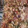 Weihnachtsbaum von Miss Sharon  (Thurston county)