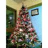Daniel's Christmas tree from Venezuela