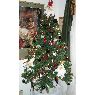 Dee Mosier's Christmas tree from Houston, Texas, USA