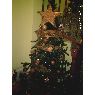 Merche's Christmas tree from Lerida, ESPAÑA