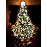 SaNdY's Christmas tree from St-hubert