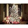 Árbol de Navidad de Wade Nielsen/Hanks (Forest Ranch, Calif, USA)