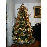Weihnachtsbaum von IRVING MARQUEZ E IVONNE OBELMEJIAS (CARACAS - VENEZUELA)
