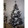 Weihnachtsbaum von Monceau (Alsace, France)