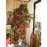 Weihnachtsbaum von Norma Silva M (Santiago de Chile)