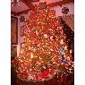 DELIA FRASCINO's Christmas tree from miami,fl,usa