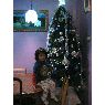 Kevin y Ivan's Christmas tree from Brooklyn, N.Y, USA